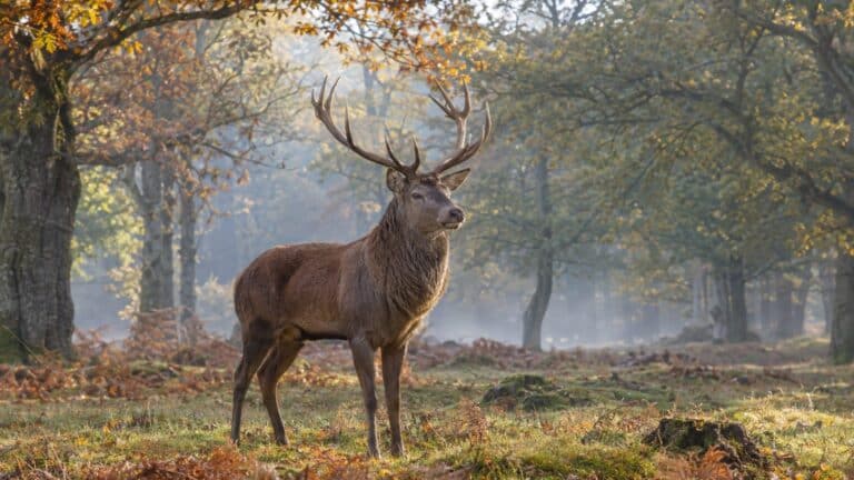 Lire l'âge d'un cerf sur ses bois : 10, 12 et 18 cors