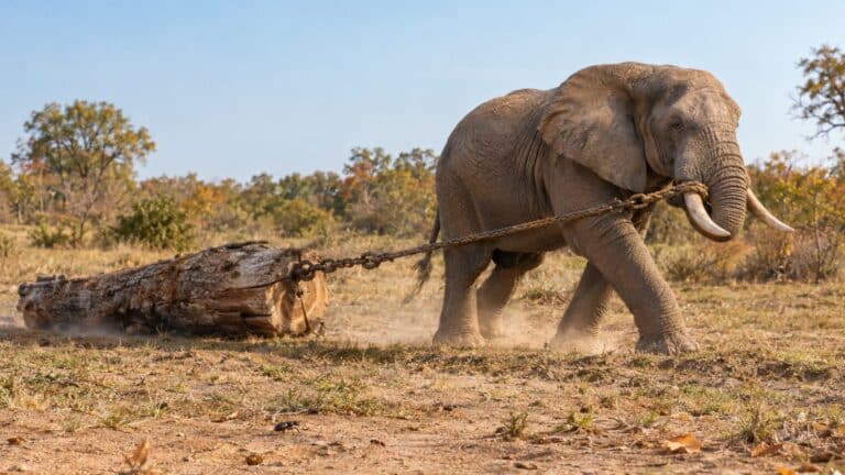 Mesurer la force d'un animal : newtons, ratio et protocoles