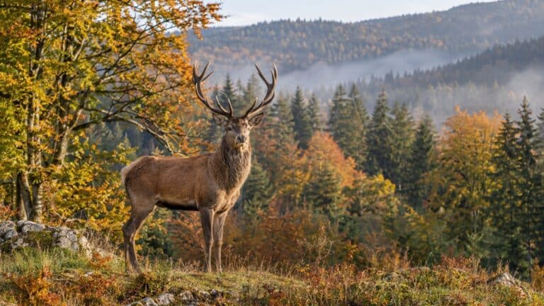 Où vit le cerf élaphe : pays, habitat et prédateurs