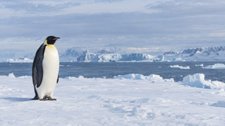 Pingouin ou manchot : comment faire la différence