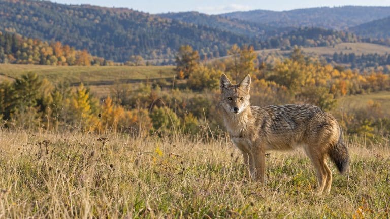 Renard ou chacal : comment faire la différence