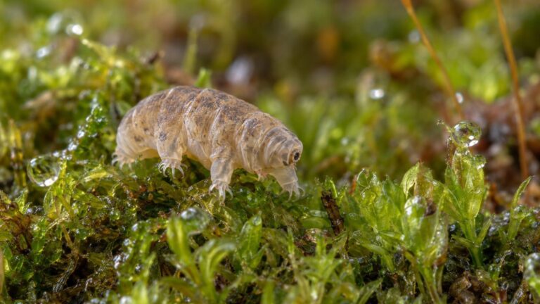 Tardigrade, découverte, classification et rôle écologique : faits et chiffres sourcés