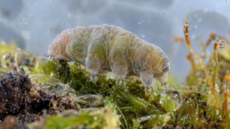 Tardigrade, durée de vie et prétendue immortalité : faits et chiffres sourcés
