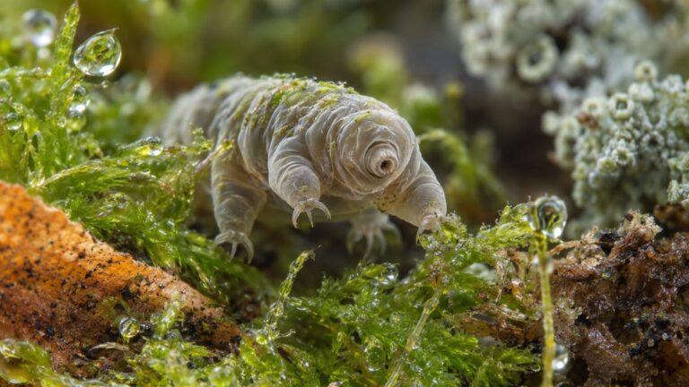 Tardigrade, où en trouver et comment l'observer : faits et chiffres sourcés