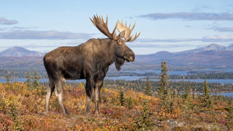 Un animal, plusieurs noms : orignal, wapiti, moose et compagnie