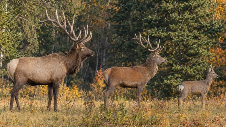 Wapiti, cerf élaphe et chevreuil : les 5 différences qui sautent aux yeux