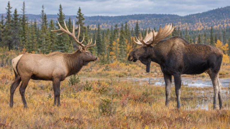 Wapiti et orignal : les 5 différences qui sautent aux yeux